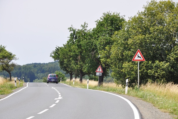 Bild vergr&ouml;&szlig;ern: Versicherungs-Statistik - Weniger Wildunfälle 