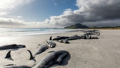 Menschenrechte für Wale: Maori-König fordert Schutz für bedrohte Meeressäuger
