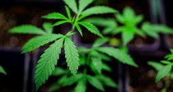 Cannabis: Expertengruppe empfiehlt THC-Grenzwert über 0,0 im Straßenverkehr
