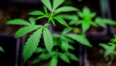 Cannabis: Expertengruppe empfiehlt THC-Grenzwert über 0,0 im Straßenverkehr