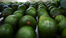 Avocado-Importe haben sich innerhalb von zehn Jahren verfünffacht