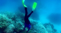 Behörde: Schlimmste jemals beobachtete Korallenbleiche in Australiens Great Barrier Reef