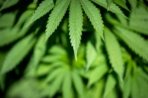 Bild vergrößern: Bericht: Bundesregierung will Cannabisgesetz nachträglich verschärfen