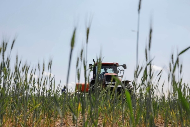 Bild vergrößern: Bayer will Bio-Insektenvernichtungsmittel für Getreide auf den Markt bringen