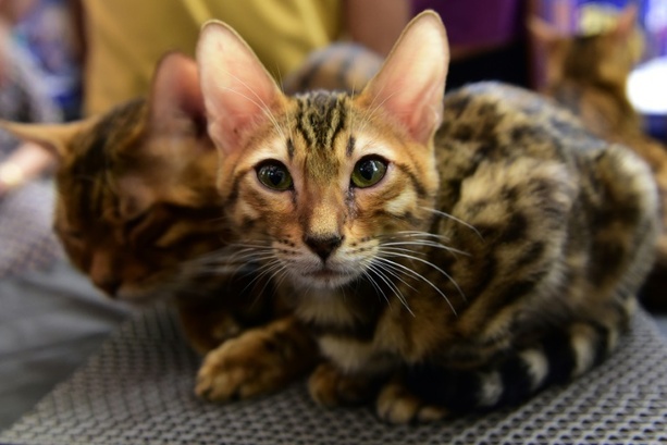 Bild vergrößern: Stiftung Warentest: Günstiges Katzenfutter überzeugt