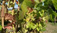 Weinbauverband befürchtet nach Frostnächten Ernteausfall