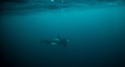 Orca-Junges befreit sich nach Wochen aus Lagune an Kanadas Westküste