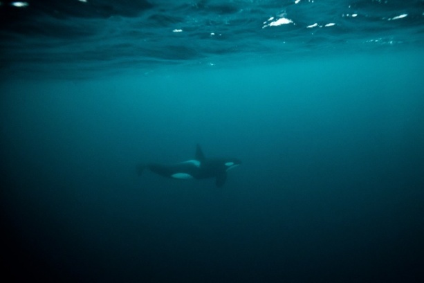 Bild vergrößern: Orca-Junges befreit sich nach Wochen aus Lagune an Kanadas Westküste