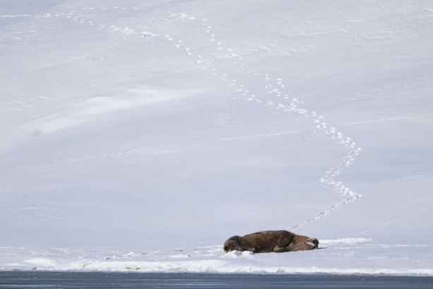 Bild vergrößern: Walross auf Spitzbergen an Vogelgrippe gestorben