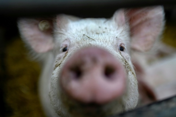 Bild vergrößern: Sternekoch Tim Raue will nicht auf krossen Schweinebauch verzichten