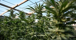 US-Regierung will Cannabis als weniger gefährliche Droge einstufen
