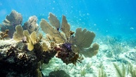 US-Behörde: Massive weltweite Korallenbleiche dehnt sich weiter aus