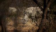 40 Breitmaulnashörner von privater Zuchtfarm in Südafrika ausgewildert