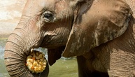 Organisation: Tausende Verstöße gegen Tierschutzregeln in europäischen Zoos