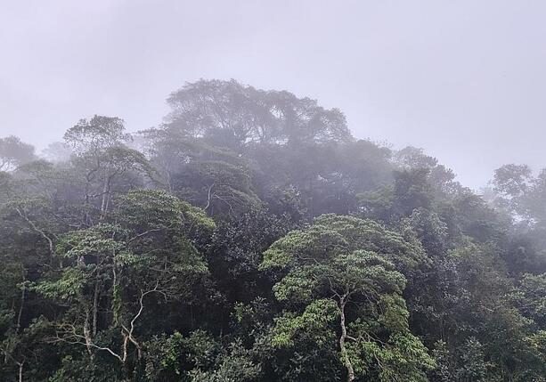 Bild vergrößern: Schneider verteidigt Fehlen konkreter Summe zum Tropenwald-Fonds