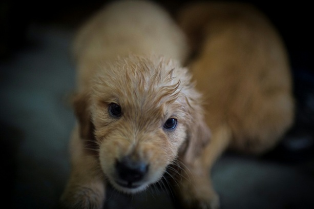 Bild vergrößern: Illegaler Welpenhandel gestoppt: 75 Hunde in Nordrhein-Westfalen beschlagnahmt