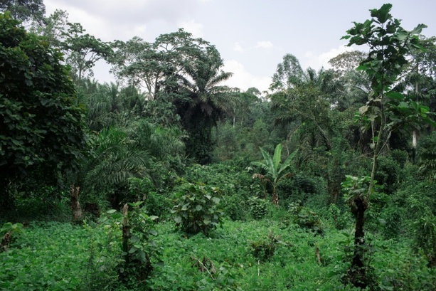 Bild vergrößern: EU einigt sich auf Aufschub von Gesetz gegen Abholzung