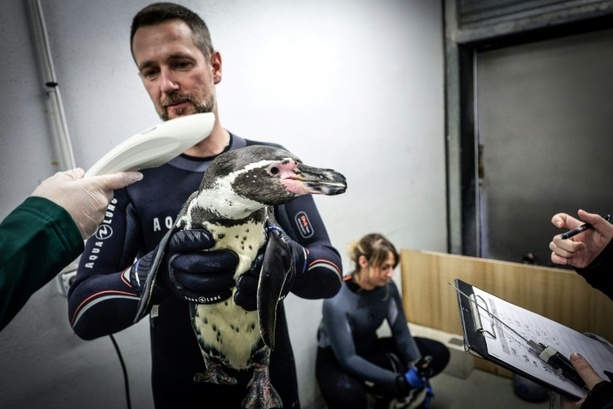 Bild vergrößern: Schlangestehen beim Tierarzt: Pinguine im Pariser Zoo gegen Vogelgrippe geimpft