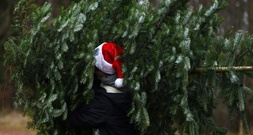 Unbekannte stehlen rund 130 Weihnachtsbäume in brandenburgischem Cottbus