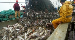 Lange Verhandlungen über Nordsee-Fischereiquoten in Brüssel erwartet