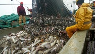 Lange Verhandlungen über Nordsee-Fischereiquoten in Brüssel erwartet