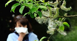 Milde Temperaturen: Pollen von Hasel und Purpurerle fliegen örtlich bereits