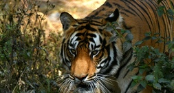 Tiger-Zensus: Nepal zählt seine vom Aussterben bedrohten Raubtiere