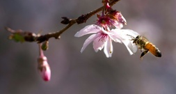 EU-Kommission will bestimmte Pestizide zeitlich unbegrenzt zulassen