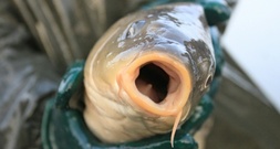 Mecklenburg-Vorpommern: 200 Kilogramm lebende Weihnachtskarpfen gestohlen