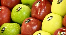 Sehr gute Apfel- und Pflaumenernte: Menge deutlich über dem Durchschnitt