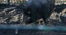 Schweinebestand leicht gewachsen - erneut weniger Betriebe