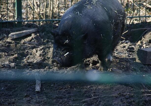 Bild vergr&ouml;&szlig;ern: Schweinebestand leicht gewachsen - erneut weniger Betriebe