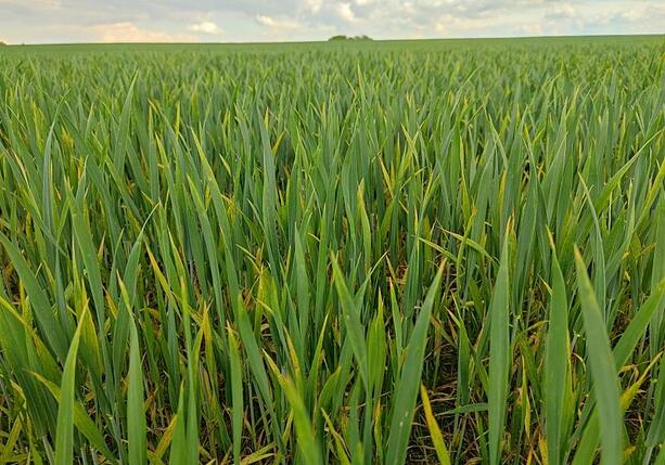 Bild vergr&ouml;&szlig;ern: Anbau von Wintergetreide stagniert