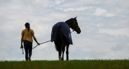 Frau stirbt nach Pferdeunfall bei Kassel - Böller als Auslöser vermutet
