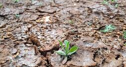 Studie: Wasserknappheit gefährdet deutsche Wettbewerbsfähigkeit