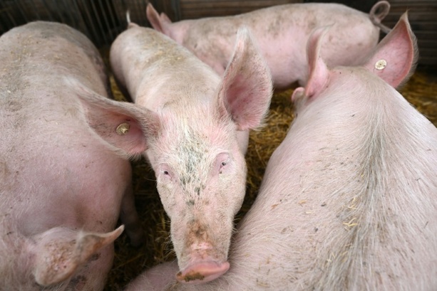 Bild vergr&ouml;&szlig;ern: Pflicht zur Kennzeichung der Haltungsform bei Schweinefleisch kommt später