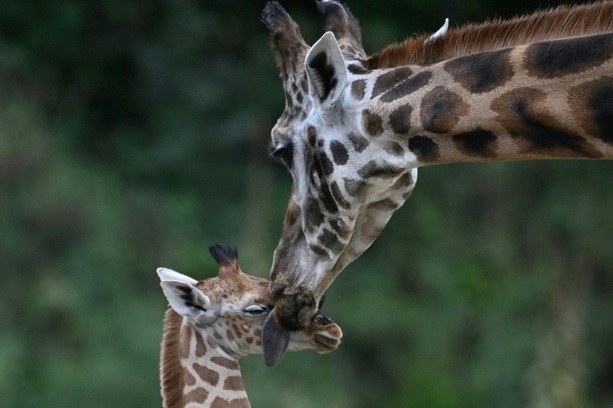 Bild vergr&ouml;&szlig;ern: Forscher: Alternde Zootiere gefährden langfristige Ziele im Artenschutz
