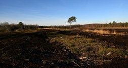 Beschwerde gegen Verbot von Torfabbau in Niedersachsen scheitert in Karlsruhe