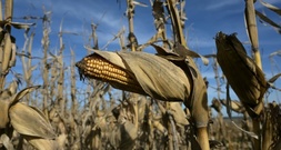 Gentechnisch veränderter Mais: Anbauverbot in Italien rechtmäßig