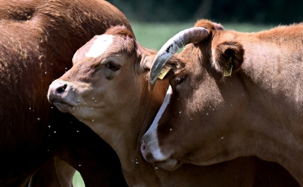 Bild vergr&ouml;&szlig;ern: Niedersachsen verbietet künftig Anbindehaltung von Rindern