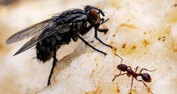 Stadtameisen bei Futter weniger wählerisch - Hinweis für Stresspegel