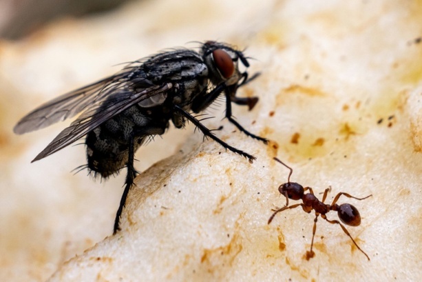 Bild vergr&ouml;&szlig;ern: Stadtameisen bei Futter weniger wählerisch - Hinweis für Stresspegel