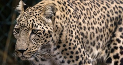 Zoll an Flughafen in Hannover entdeckt Leopardenschädel in Koffer