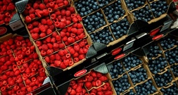 Günstige Witterungsbedingungen: Rekord-Beerenernte in Deutschland