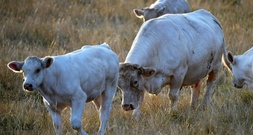 Mercosur-Abkommen: EU-Parlament verabschiedet Schutzregelung für Bauern