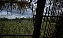 EU-Parlament beschließt neue Kennzeichnung für alkoholfreie Weine