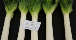 Kauft Lauch: Französische Supermärkte unterstützen Gemüsebauern