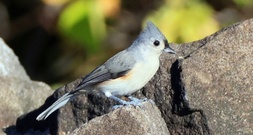 Studie: Lärm schadet Vögeln weltweit und stört beim Brüten