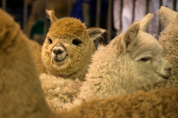 Bild vergr&ouml;&szlig;ern: Alpakas und Schafe sterben bei Feuer auf Bauerhof in Schleswig-Holstein