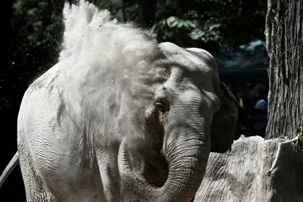 Bild vergr&ouml;&szlig;ern: Feuerwehr richtet zur Seite gekippte Elefantenkuh in hessischem Zoo wieder auf